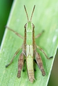 Little Green Caelifera