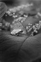 TreeFrog_2021_012_small.jpg