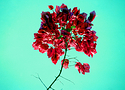 Kodachrome Bougainvillea