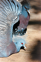 San Diego Zoo Birds