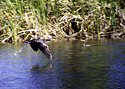 Crapping in Flight