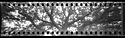 Pinhole wide tree