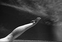 The Dive