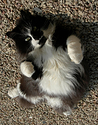 Our cat - Jess