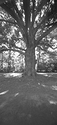 PinholeTree