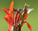 Canna Lily Hummer