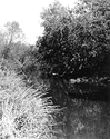 Sonatas X-7 (Gioventu - Presto) Pieces of the Present Abide - The Life of the River