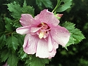 Malvales Dew