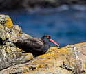 Black Oystercatcher