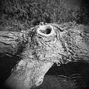 Knot