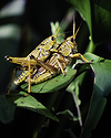 Mating