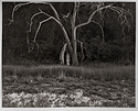 Dead Tree Near Rosedale