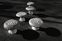 March of the Mushrooms