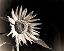 Sun Flower