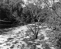 Sonatas X-23 (Anziano - Placido poi Furioso) Pieces of the Present Abide - The Life of the River