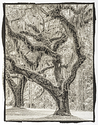 Live Oaks