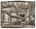 Abandoned House.jpg