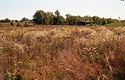 Unmowed Lawn