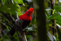 Rupicola