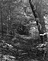 Trail 11-1