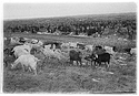 Goats on Nose Hill