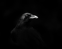 Crow-Friend.jpg