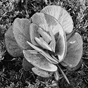 Succulent