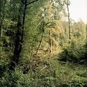 Woodland stage