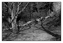 woodland shoppers
