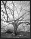 My North 40 Tree