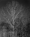 Sycamore Treee
