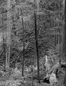 Trail 11-3
