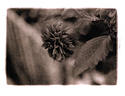 Another Lith print