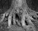 Tree Roots White Oak.jpg