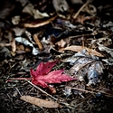 Last red leaf