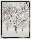 Tree in Snow
