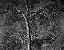 Sycamore Tree.jpg