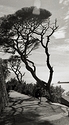 Silhouette, pine trees