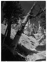 Queen's Trail