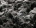 Forest?