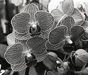 Orchids