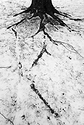 Oak in Snow, Christmas Day
