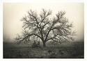 Cottonwood in Fog