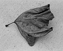 Sycamore Leaf