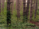 Pines.jpg