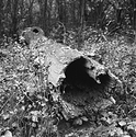 Log