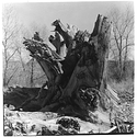 Mystic stump.jpg