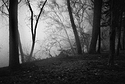 Foggy River Bank.jpg