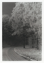Trees with rime #1