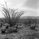 Ocotillo
